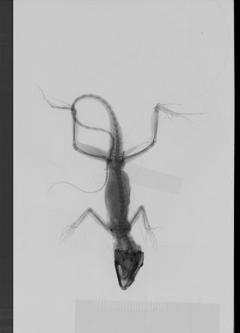 Media type: image;   Herpetology R-189255